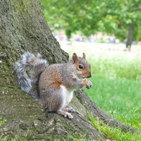 公園の芝生で何かを食べるかわいらしいリスの写真