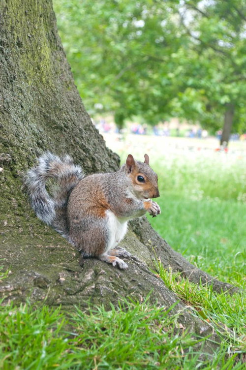 公園の芝生で何かを食べるかわいらしいリス
