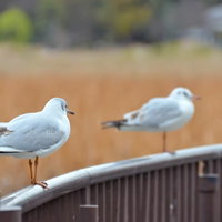 池の水面でくっつく2羽の白い水鳥のカップルの写真