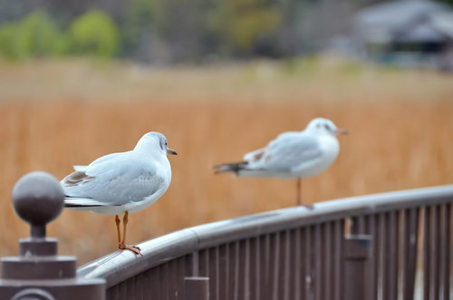 池の水面でくっつく2羽の白い水鳥のカップル
