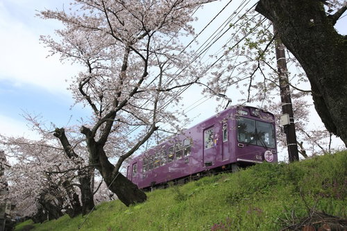 満開のサクラの木と走る嵐電の電車