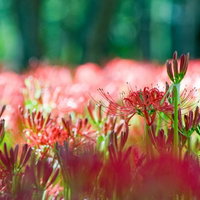森の木漏れ日が差し込む中に咲く赤い彼岸花の写真