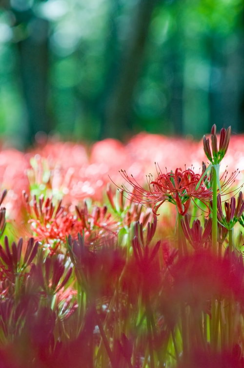 森の木漏れ日が差し込む中に咲く赤い彼岸花