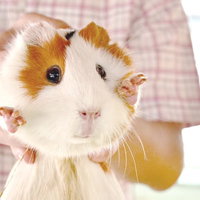 丸い体にふわふわの毛のモルモットの正面顔の写真
