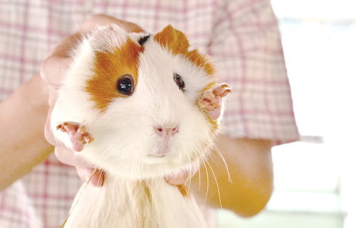 丸い体にふわふわの毛のモルモットの正面顔