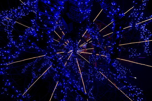 木の枝に巻き付く青く光るイルミネーションの装飾