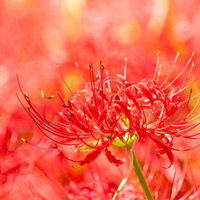 赤い花びらが四方に開いて満開に咲く彼岸花の群生の写真