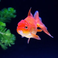 赤と白の丸い体にひれが広がるオランダシシガシラの金魚の写真