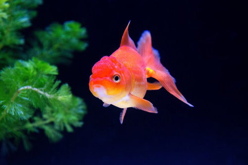 赤と白の丸い体にひれが広がるオランダシシガシラの金魚