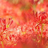 夕日の光を受けて赤く染まる彼岸花の群生の写真