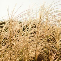 夕方の光に照らされた金色の秋のすすきの穂の写真