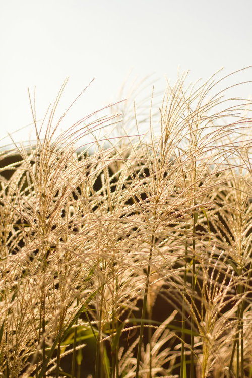 夕方の光に照らされた金色の秋のすすきの穂