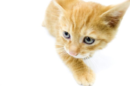 足を踏み出してよちよち歩き始める子猫の後ろ姿