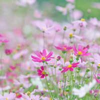 柔らかい光に照らされた淡いピンクのコスモスの花の写真