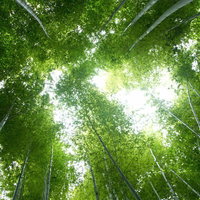 真っ直ぐ伸びる竹の幹と葉が緑のトンネルを作る竹林の中の写真