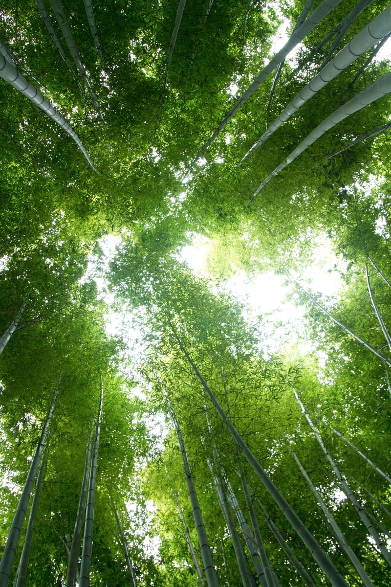 緑のトンネルを作る竹林の中
