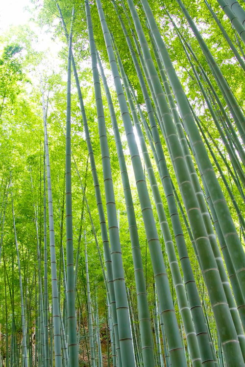 真っ直ぐ伸びる竹の幹の間から日差しが差し込む竹林