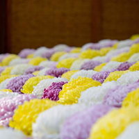 段々に高さを変えて咲いている赤やピンクの菊の花の写真