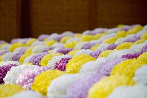 段々に高さを変えて咲いている赤やピンクの菊の花