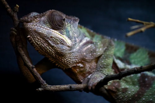 緑の枝にしっかり捕まって周囲を見回すカメレオンの横姿