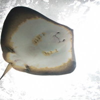 水族館の水槽を下からガラス越しに覗くエイのお腹の写真