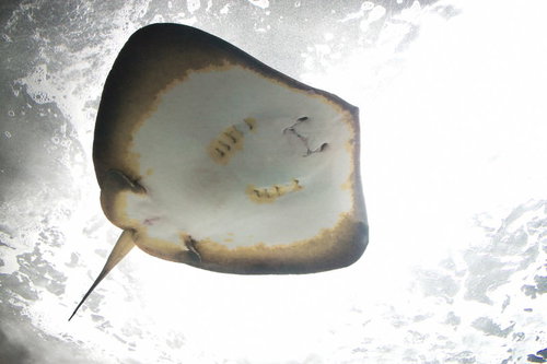 水族館の水槽を下からガラス越しに覗くエイのお腹