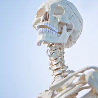 正面から見た頭蓋骨と上半身の人体骸骨の標本の写真