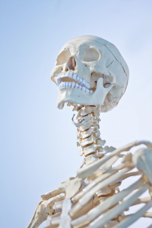 正面から見た頭蓋骨と上半身の人体骸骨の標本