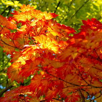 赤とオレンジに色づき始めたハウチワカエデの黄葉の写真