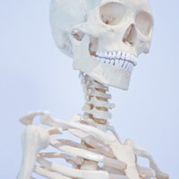 関節が露出した全身の人骨模型の正面の写真