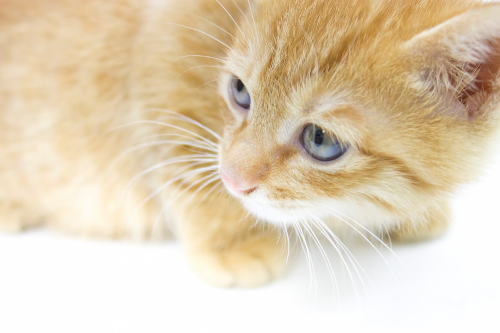 振り返るふわふわの子猫