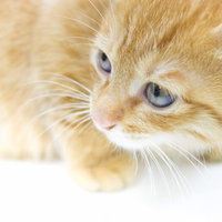 ふわふわの毛並みでこちらを振り返る子猫の横顔の写真