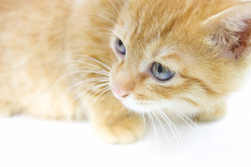 ふわふわの毛並みでこちらを振り返る子猫の横顔