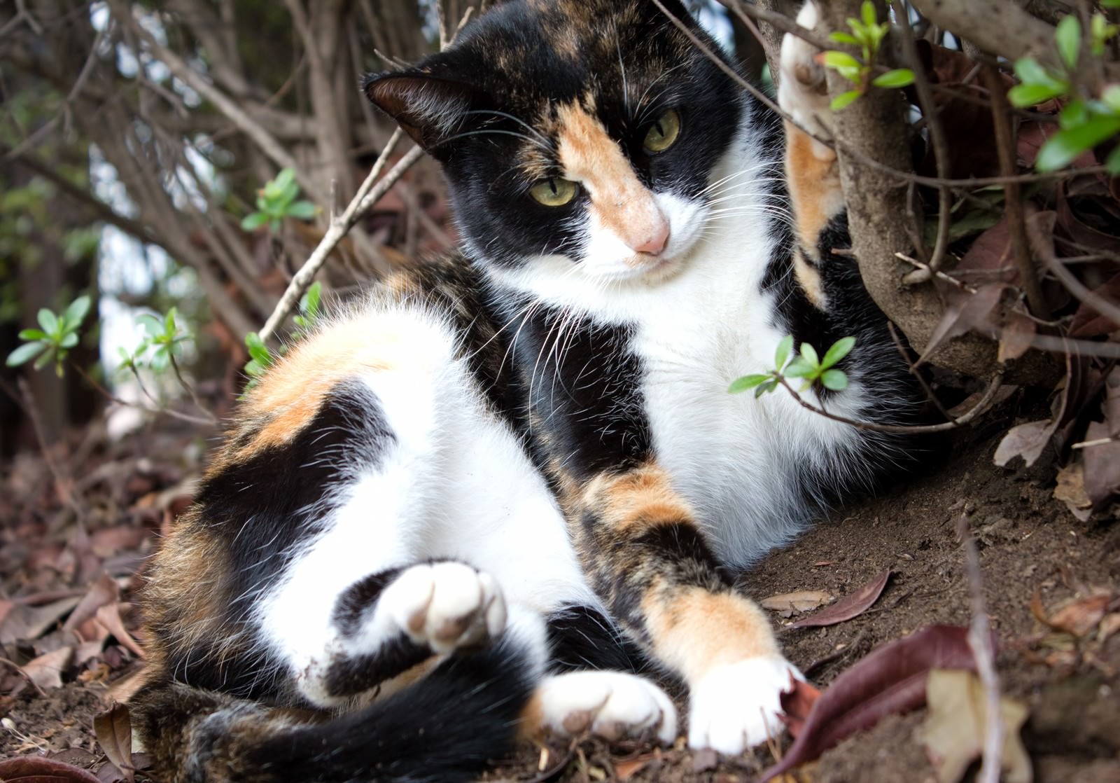 耳を伏せて警戒する猫