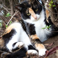 体を低くして耳を伏せ周囲を警戒する猫の表情の写真