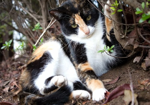 体を低くして耳を伏せ周囲を警戒する猫の表情