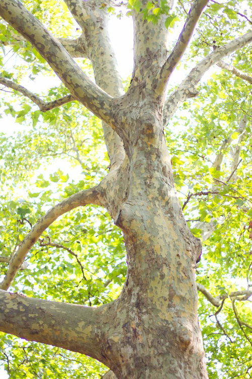 枝葉の隙間から差し込む木漏れ日と暖かい日差しの森