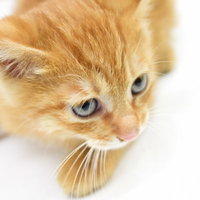 丸い目でこちらを見つめるふわふわ毛並みの可愛い子猫の写真