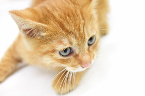 丸い目でこちらを見つめるふわふわ毛並みの可愛い子猫