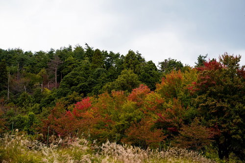 黄色く色づいた木々の手前にすすきの穂が揺れる秋の風景