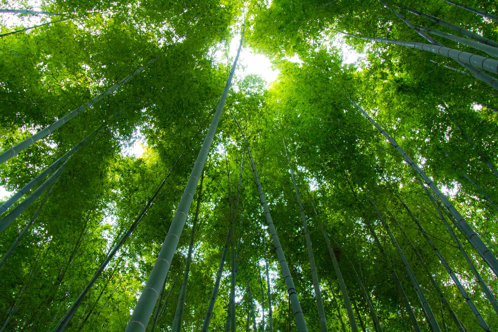 下から見上げた緑の竹林