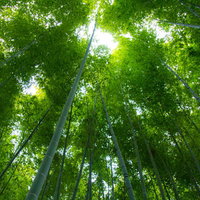 下から見上げた節が並ぶ緑の竹林の竹の幹の写真