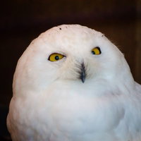 大きな目を見開いて「見てますよ！」と視線を送る梟の正面顔の写真