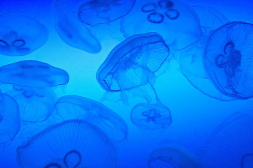 暗い水中でゆらゆらと傘を広げて漂うミズクラゲ