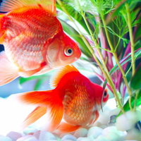緑の水草が揺れる水槽で泳ぐ赤い金魚の写真