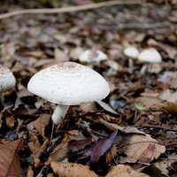 茶色い落ち葉の中からひょっこり顔を出す白いきのこの写真