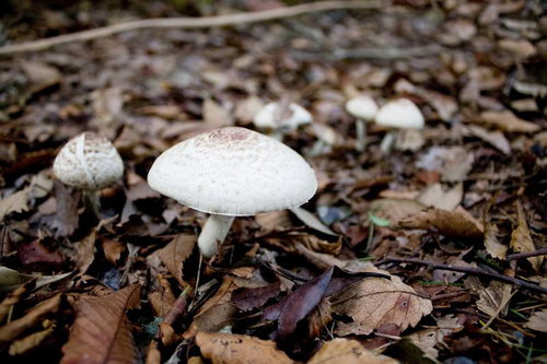 茶色い落ち葉の中からひょっこり顔を出す白いきのこ