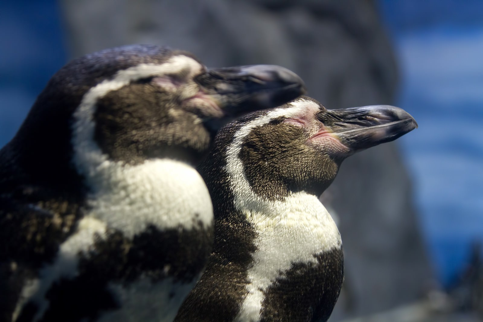 並んで立ったまま寝る2匹のペンギン