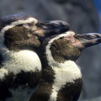 目を閉じて立ったまま並んで寝ている2匹のペンギンの写真
