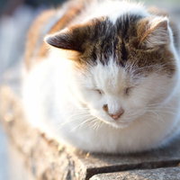 ウトウトと目を細めてまぶたが閉じかける猫の表情の写真